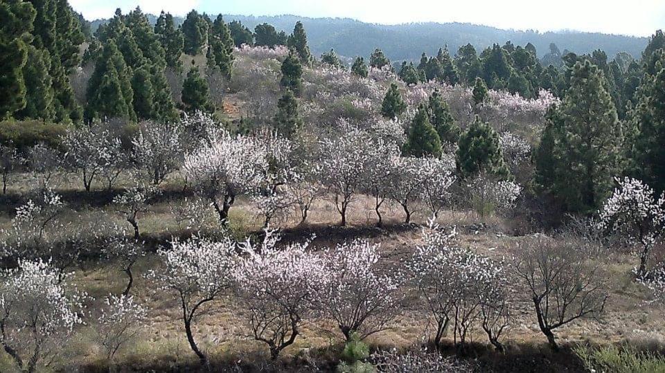 Apartamento El Almendro Puntagorda Eksteriør bilde